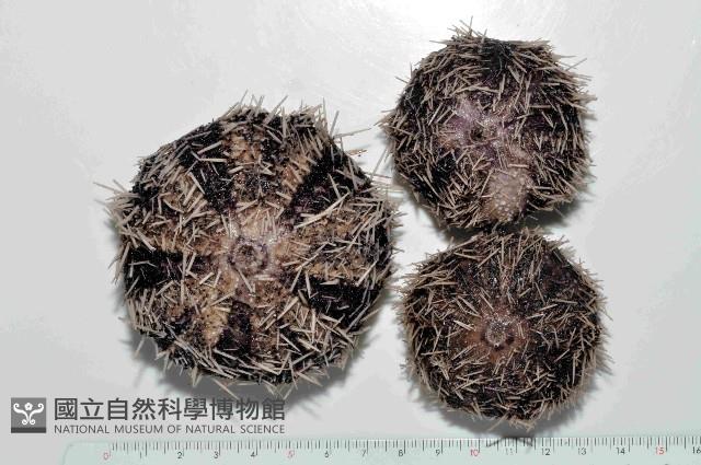 白棘三列海膽藏品圖，第1張
