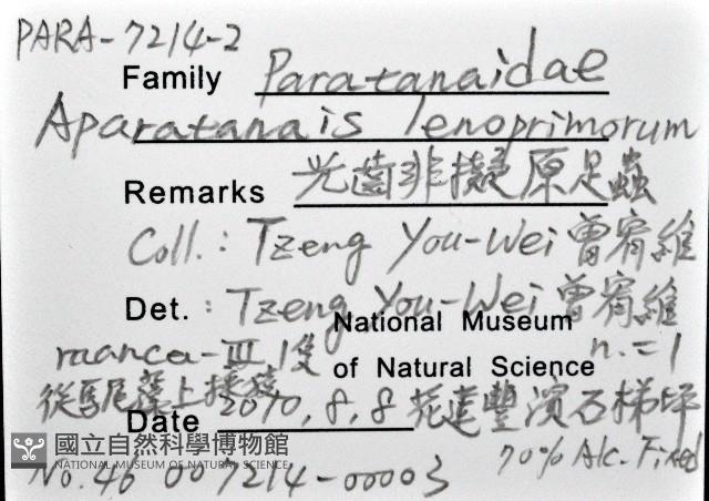光齒非擬原足蟲藏品圖，第1張