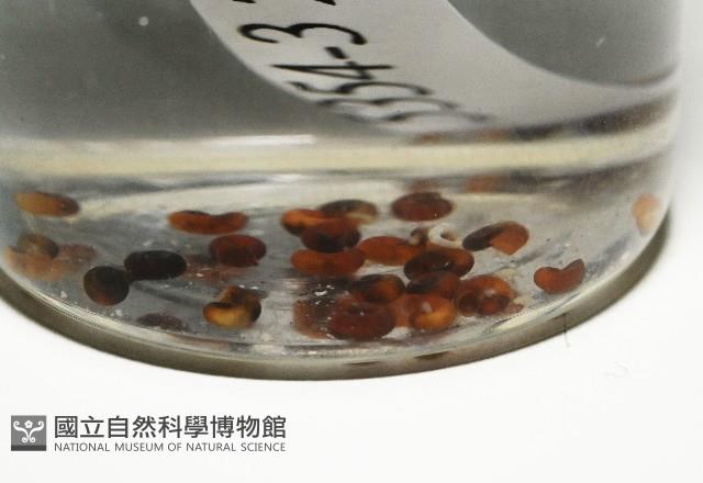 微小扁釘螺藏品圖，第1張
