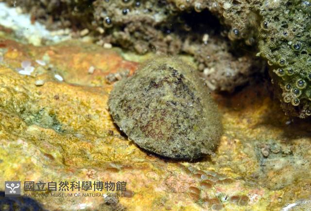 壁蜑螺藏品圖，第1張