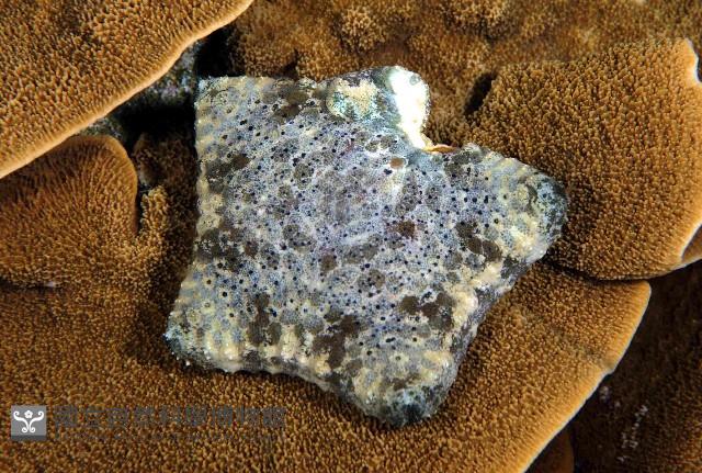 麵包海星(饅頭海星)藏品圖，第1張