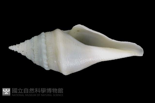 矛形捲管螺藏品圖，第1張