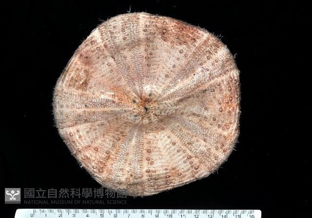 裸軟海膽藏品圖，第1張