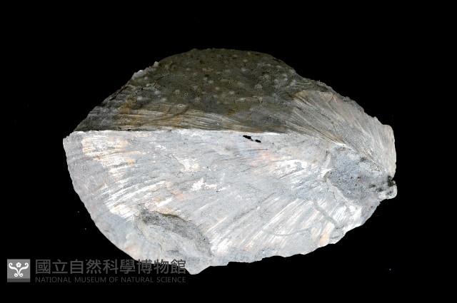 新種巨齒滿月蛤藏品圖，第1張