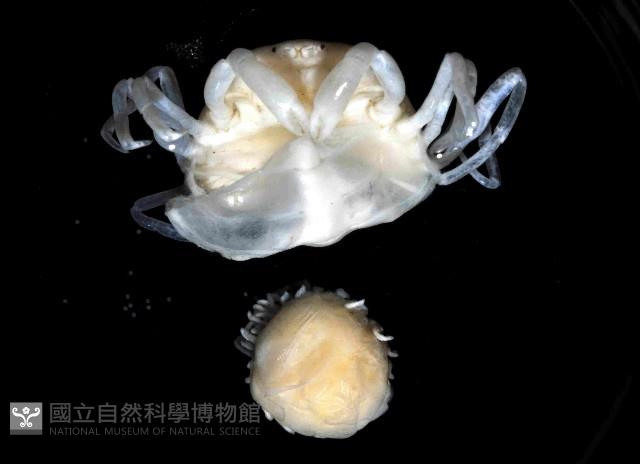 中華蚶豆蟹藏品圖，第1張