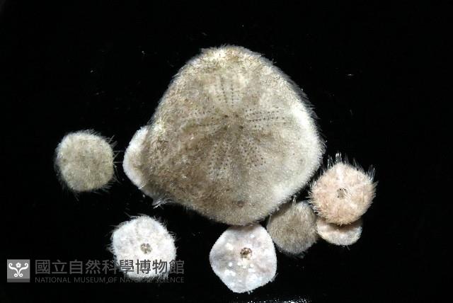 馬氏海錢(馬氏扣海膽)藏品圖，第1張