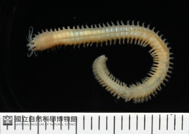 基翬闊沙蠶藏品圖，第1張
