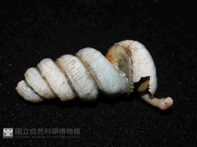 蚯蚓螺藏品圖，第1張