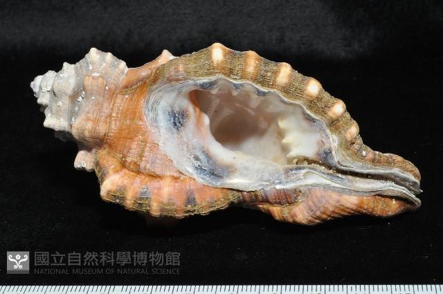 象鼻法螺藏品圖，第1張