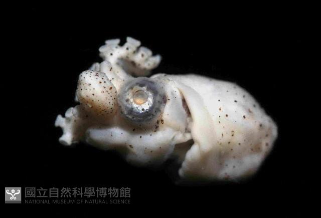 扁船蛸藏品圖，第1張