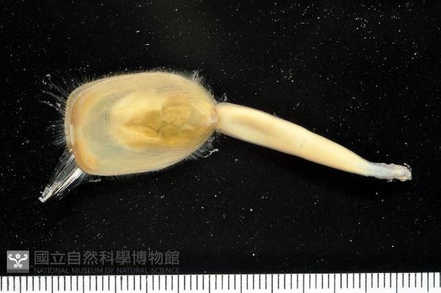 亞氏海豆芽藏品圖，第1張