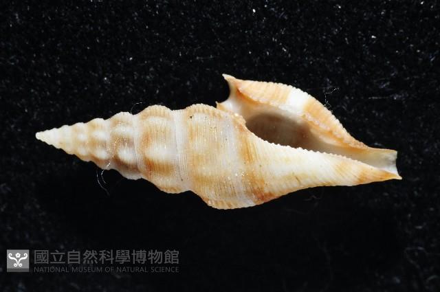奧利佛捲管芋螺藏品圖，第1張