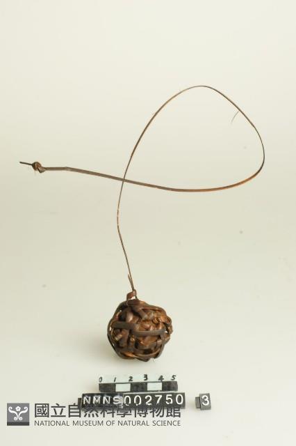 籐球藏品圖，第2張