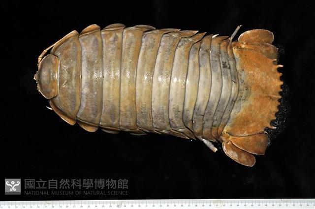 詹姆士巨深水虱藏品圖，第1張