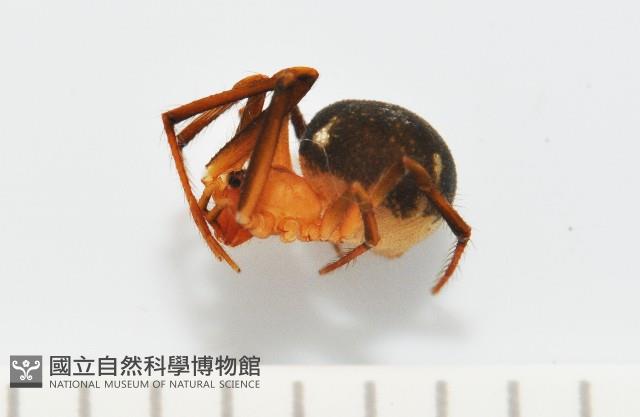 新種姬蜘藏品圖，第1張