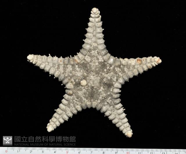 玉緣棘角海星(紫氏麗海星)藏品圖，第1張