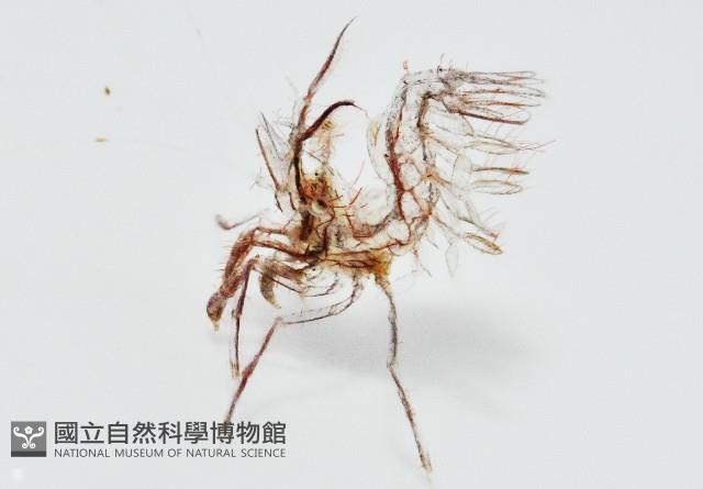 毛毛蝦藏品圖，第1張