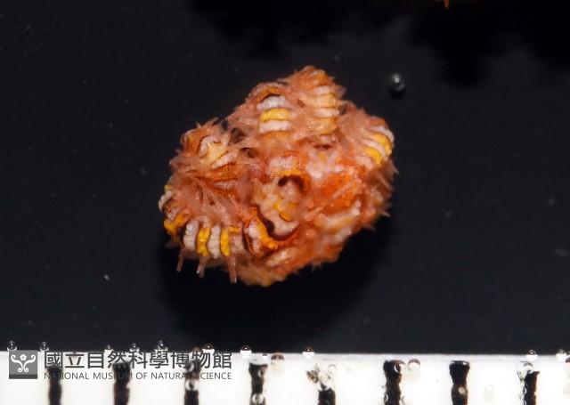 錦疣蛇尾藏品圖，第1張