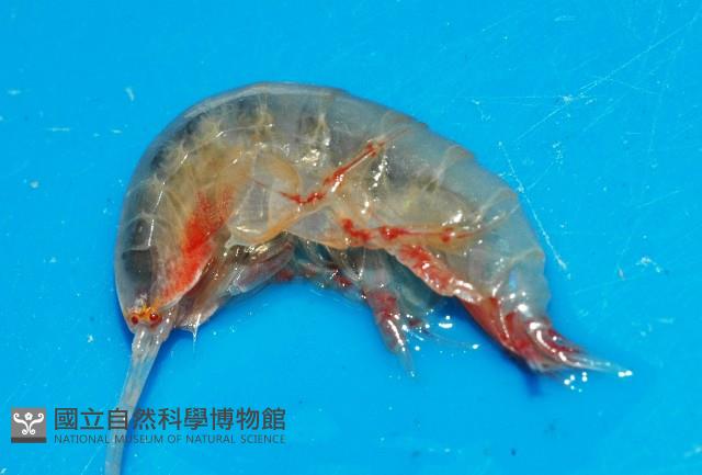 未知種端足類藏品圖，第1張