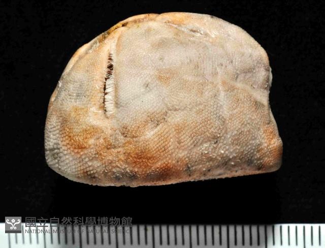 命運神海膽藏品圖，第1張