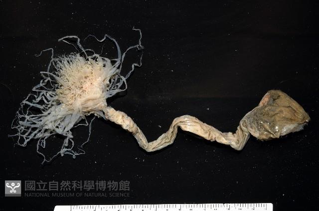 盔形水母之一種藏品圖，第1張