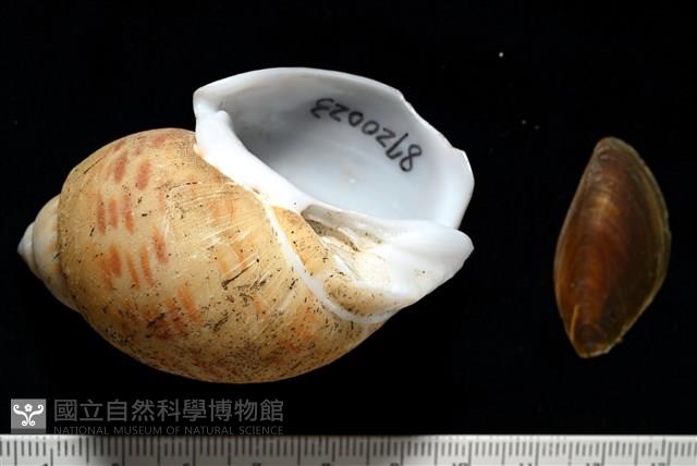 彩繪型深溝鳳螺藏品圖，第1張
