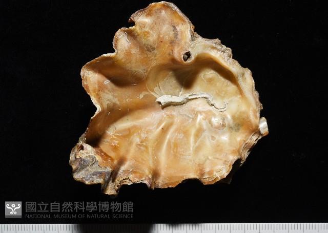 鋸齒牡蠣藏品圖，第1張