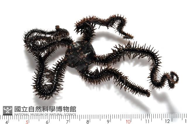 蜈蚣櫛蛇尾藏品圖，第1張