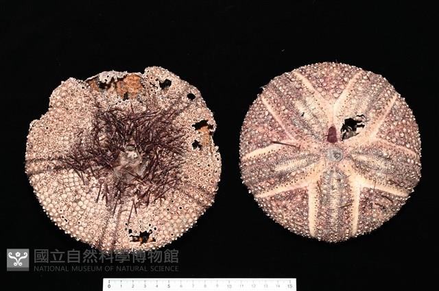 輻星肛海膽藏品圖，第1張