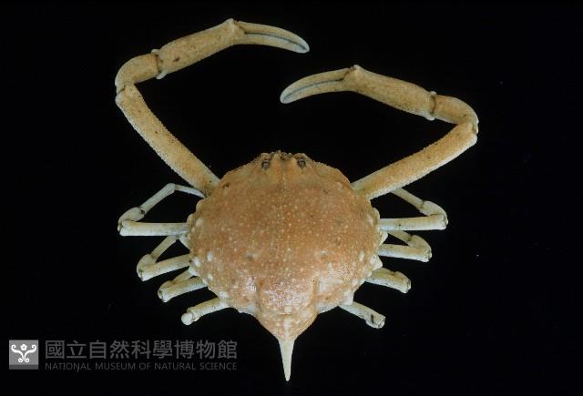 泡粒長螯蟹藏品圖，第1張