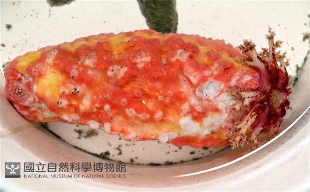 可疑翼手參藏品圖，第1張