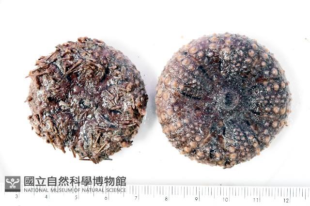 日本毛冠海膽藏品圖，第1張