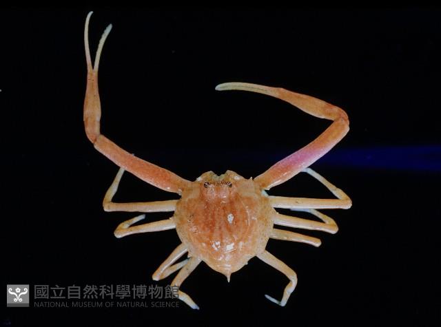 十一刺栗殼蟹藏品圖，第1張