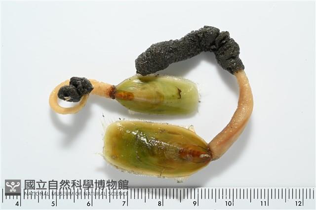 亞氏海豆芽藏品圖，第1張