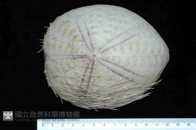 大脆心形海膽藏品圖，第1張