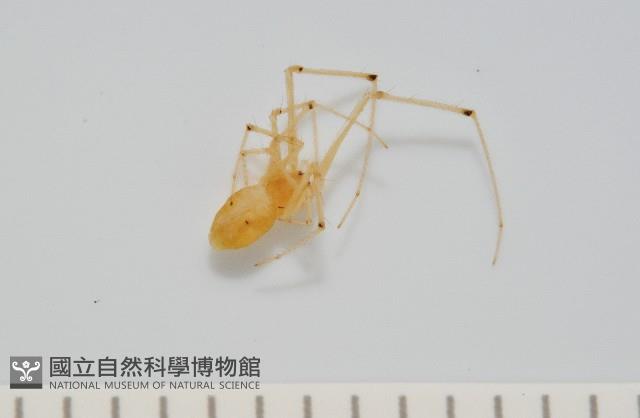 蘭嶼金姬蛛藏品圖，第1張
