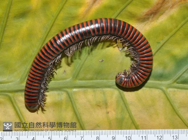 太麻里山蛩藏品圖，第1張