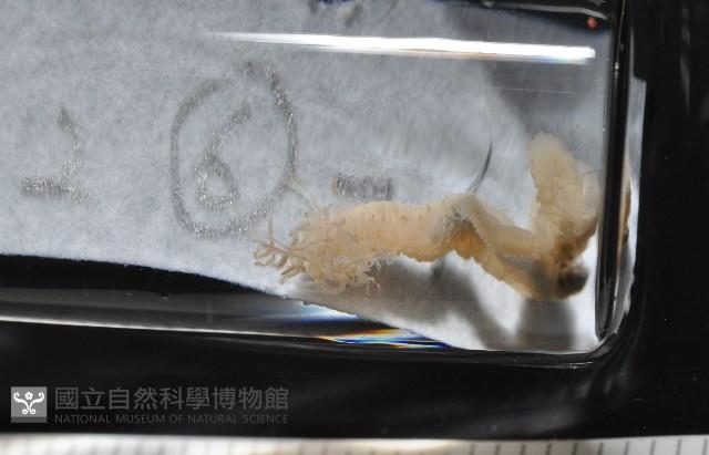 梧棲搓蟄蟲藏品圖，第1張