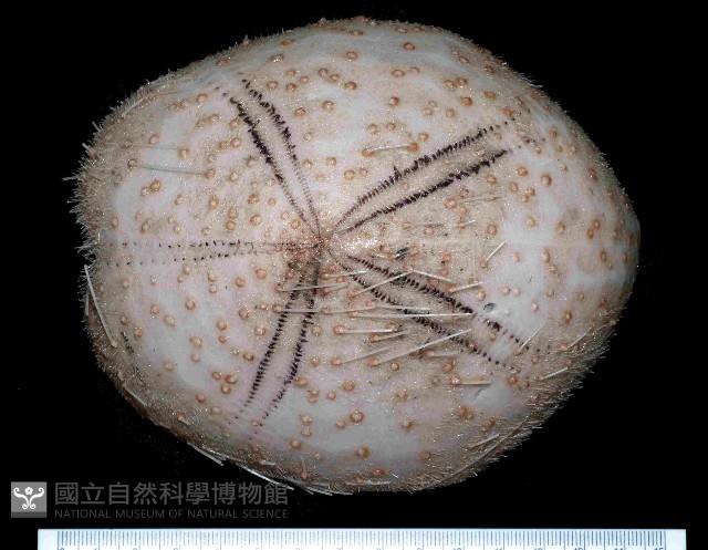 大脆心形海膽藏品圖，第1張