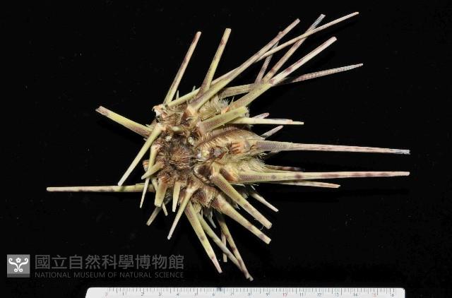 斑襟刺頭帕藏品圖，第1張