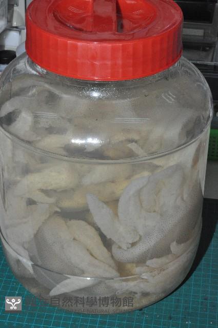端鞭水母藏品圖，第1張