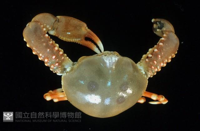 單齒玉蟹藏品圖，第1張