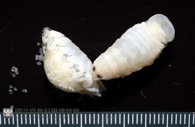 未知種縮頭水虱藏品圖，第1張
