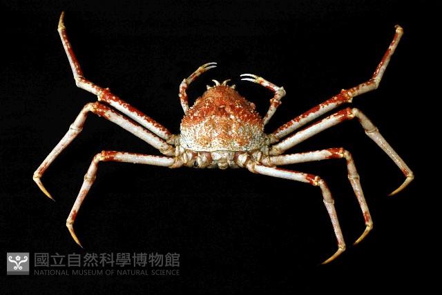 甘氏巨螯蟹藏品圖，第1張