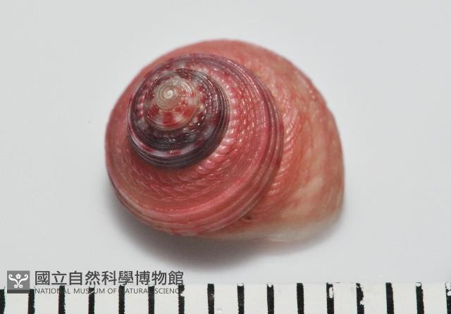光華蠑螺藏品圖，第1張