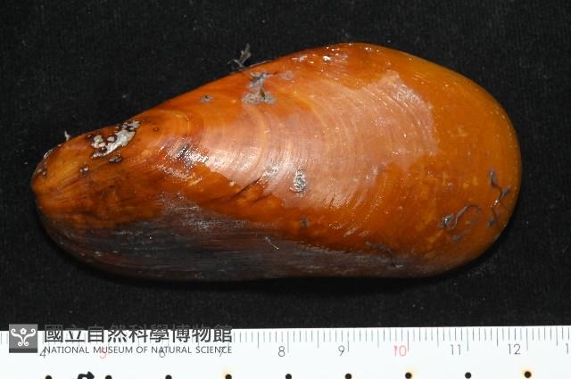 平端深海殼菜蛤藏品圖，第1張