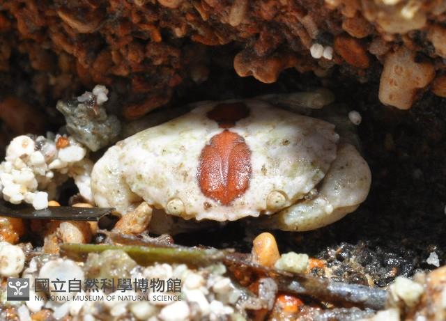 肉球皺蟹藏品圖，第1張