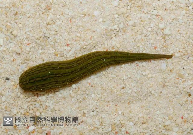 光潤金線蛭藏品圖，第1張
