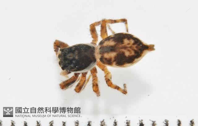雙帶扁蠅虎藏品圖，第1張