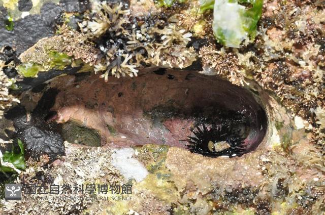 梅氏長海膽藏品圖，第1張